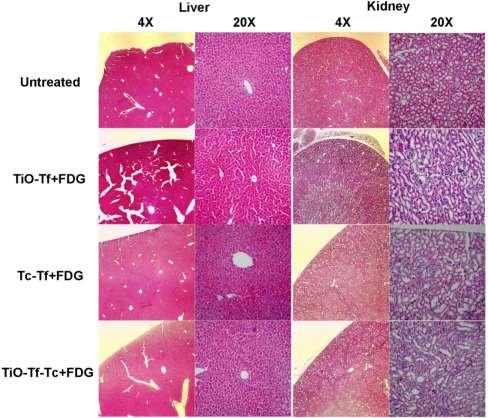 Supplementary Fig. 8. Change in murine weights in untreated and treated groups of mice.