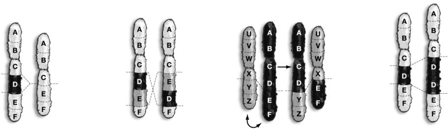 Chromosomal Aberrations Chromosomal Aberrations Chromosomal aberrations include: deletions