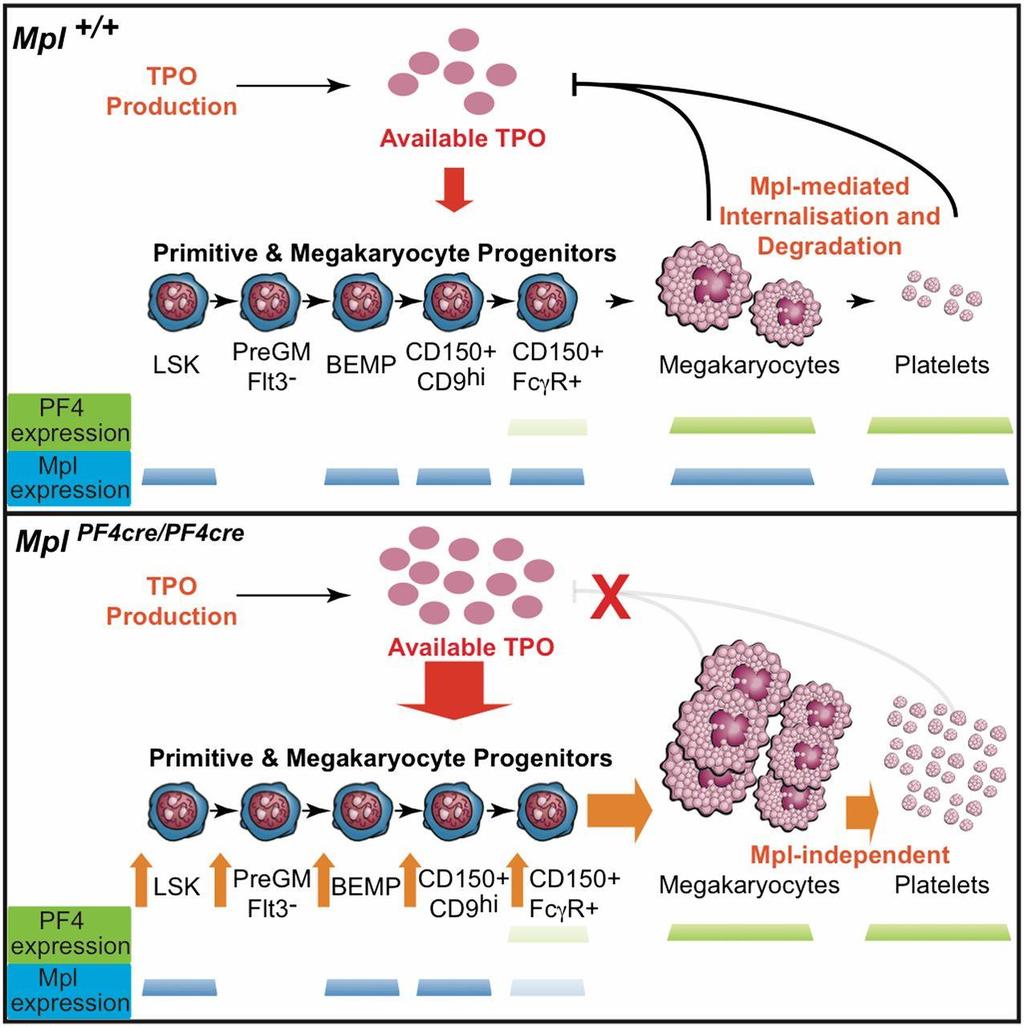 Model for regulation of TPO and control of megakaryopoiesis. Ashley P.