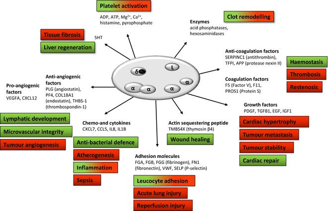 Secrets of platelet exocytosis what do we really know about platelet secretion mechanisms?
