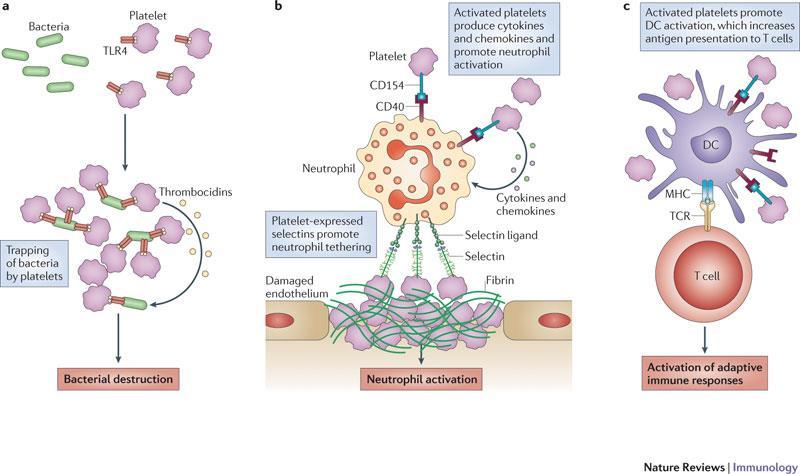 Platelet interactions with the immune system From: Platelets and the immune continuum John W.