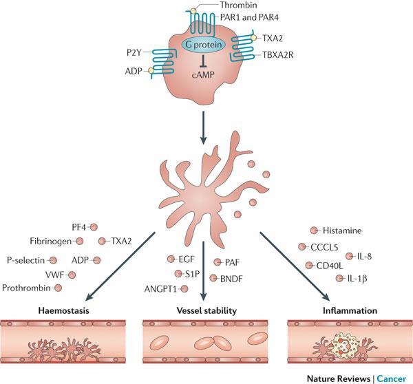 Contribution of platelets to tumour metastasis Laurie J.
