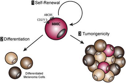 Melanoma cancer stem cells (mcsc) Tumor cell subpopulations Stemness features Self-renew Differentiation Heterogenous lineages of cancer