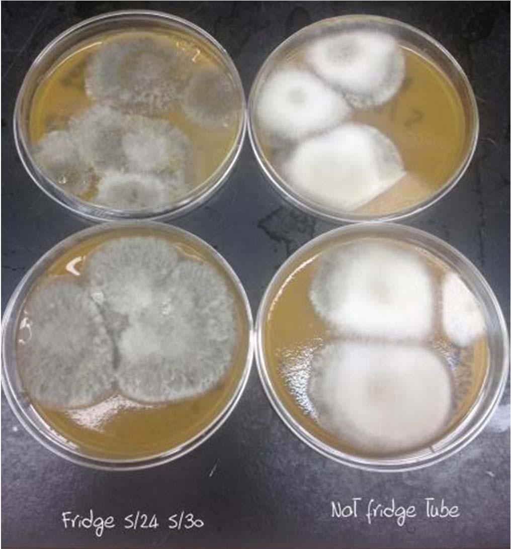 In the Lab V8 agar medium: V8 juice, water, CaCO 3, agar, kanamycin -Dixon, et al.