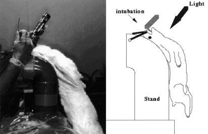 Yoshida et al. Fig.. The rabbit was fixed in a posture in order that the vocal cord could be delineated with a light, and tracheal intubation was performed (I.D. 4. mm).