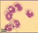 Macrophage M-CSF Exosomes IL-13 -défensines