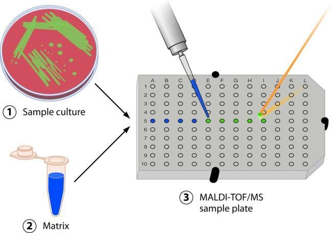desorped and ionised as pseudomolecule ionts [A+H] + Matrix-Assisted Laser Desorption Ionization- Time of Flight Mass Spectrometry 2) MALDI-TOF MS analysis unique mass