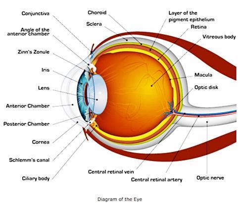 cornea h. retina b. iris-pupil i. choroid c. aqueous humor j. sclera d. lens k.