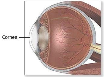 - Protects the eye - 2/3 of the eye s refractive power at ~43 diopters - Made of layers of