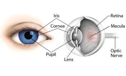 in the middle of the iris through which light enters the eye - Appears black because all light