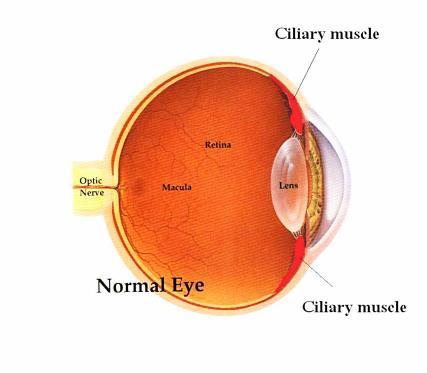 - A ring of smooth muscle around the lens whose main function is in accommodation of the lens - Part of the ciliary body -