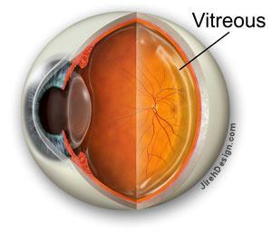 - A clear, viscous liquid that fills the inside of the posterior cavity of the eye - Keeps the retina in place - Stagnant, unlike the aqueous humor -