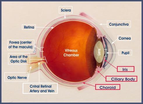 - The vascular layer of the posterior cavity located between the retina and the sclera - Forms the uveal treact with