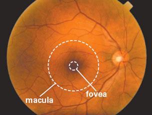 retina with a diameter of ~5.