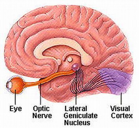 (group) that transmits messages from the retina to the lateral geniculate