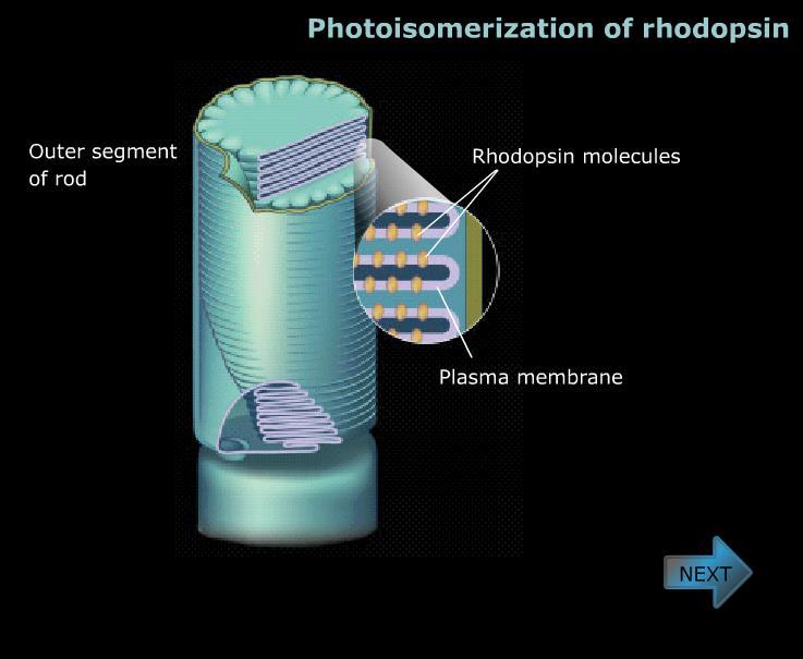 photoisomerization of rhodopsin