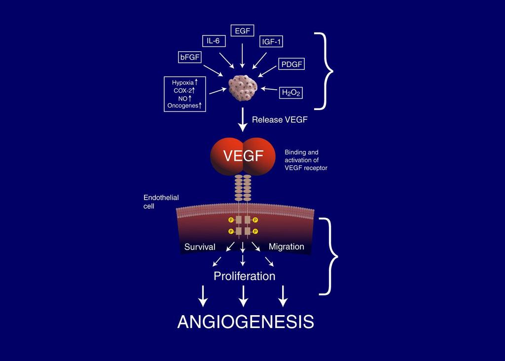 VEGF Is a Key Mediator of Angiogenesis Upstream