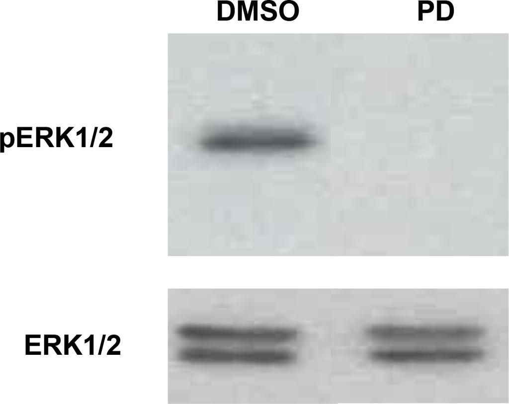 The species and respective Genbank reference numbers corresponding to the sequences are reported. Supplementary Figure S2: PD184352 inhibits ERK1/2 in PLA experiments.