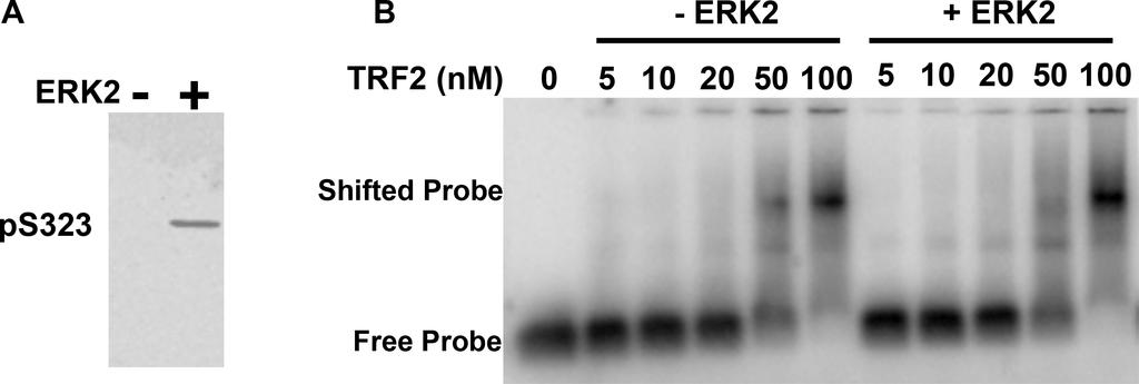 Supplementary Figure S5: Phosphorylation of TRF2 by ERK2 does not affect the capacity to interact with telomeric repeats in vitro. A. Phosphorylation status of His-TRF2 by recombinant active ERK2.