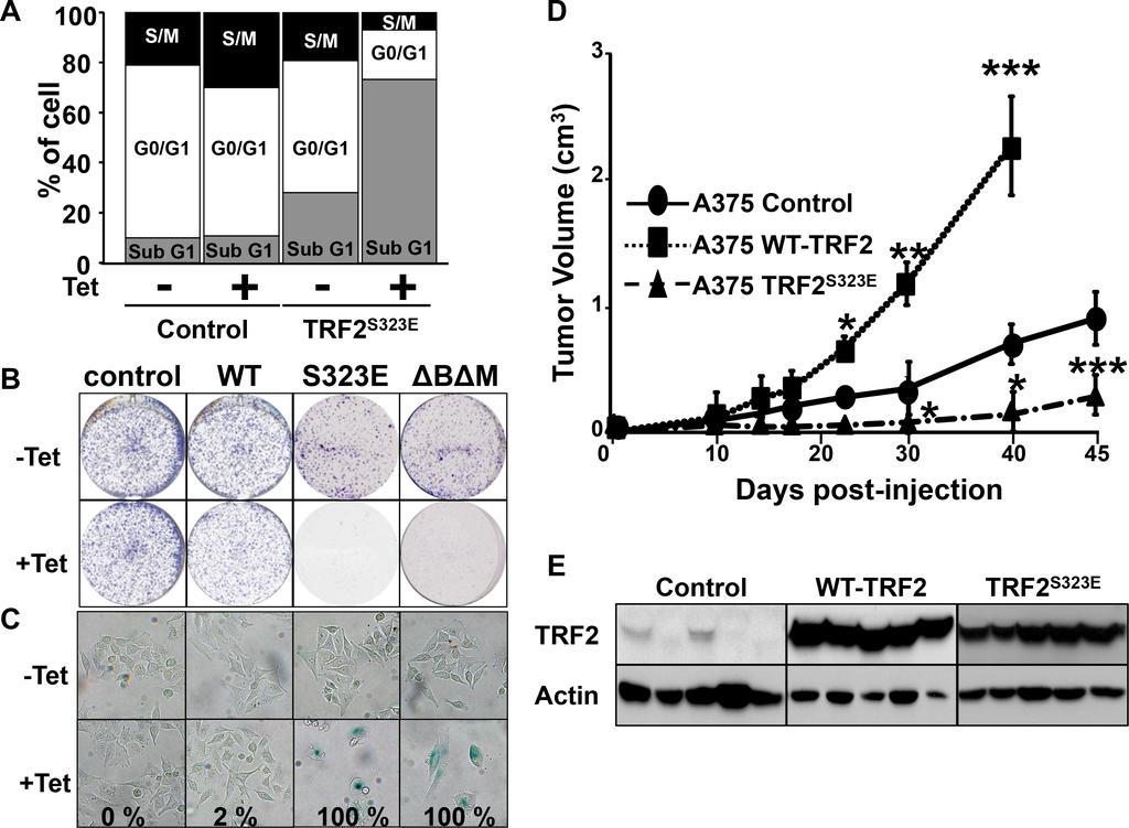 Supplementary Figure S7: The TRF2S323E mutant mimics the TRF2S323A mutant phenotype. A.