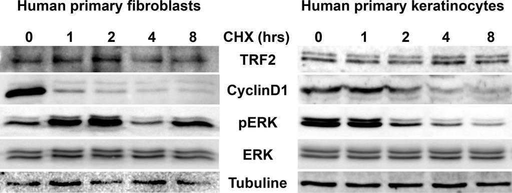 Supplementary Figure S8: TRF2 half-life in normal cells. A. Primary human fibroblasts and B.