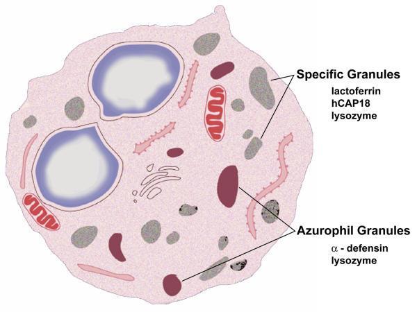 Lactoferrin- Antimicrobial activity Antimicrobial activity Lactoferrin is released from neutrophil specific granules at areas of inflammation.