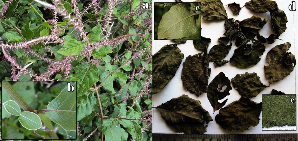 28 egyptian journal of basic and applied sciences 2 (2015) 25e31 Fig. 1 e a: A. coynei habit; b: petiole; c: ventral view of leaf; d: dried leaves; e: leaf powder. 238.17e14.