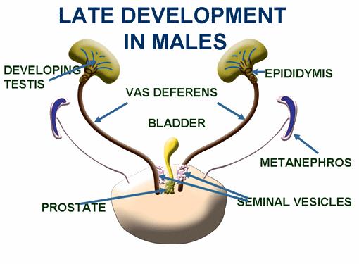 As a result f its activatin, a prtein named testis-determining factr is prduced and acts upn sme f the mesnephric cells in the indifferent