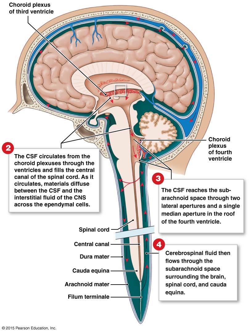 Cerebrospinal Fluid - Functions Functions of CSF: Mechanical cushions, floats and protects the brain inside the