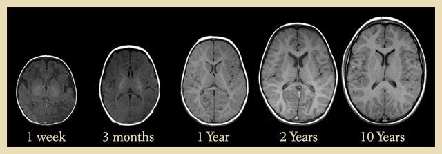 Brain Brain rapidly grows in fetus and then during early childhood years. Growth of the brain: Neurons stop dividing in an infant.