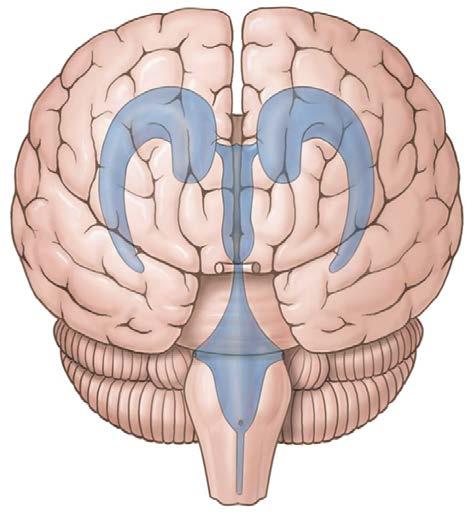 Brain - Ventricles Lateral ventricles Interventricular foramen Third ventricle Cerebral aqueduct Fourth ventricle Central canal Brain is not a solid structure.