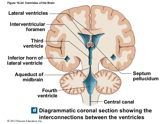 Lined with ciliated ependymal cells help form and circulate CSF in the brain and spinal cord.