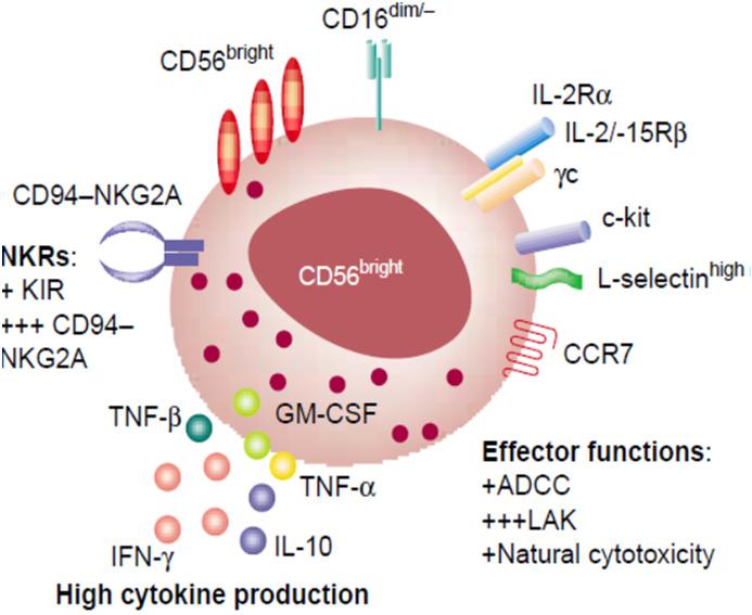 NKTR-255 has potential to enhance anti-cancer immunotherapy via both NK and CD8