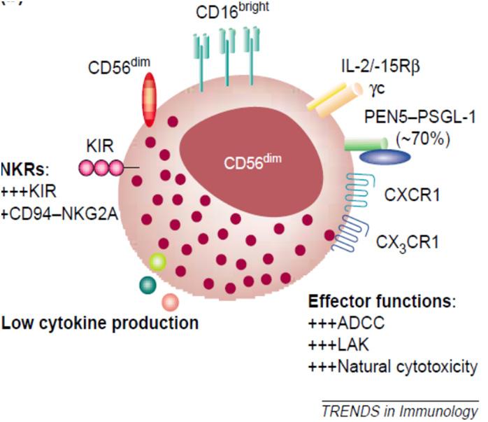 similarly potent to regulatory CD56 bright and cytotoxic CD56 dim/null NK