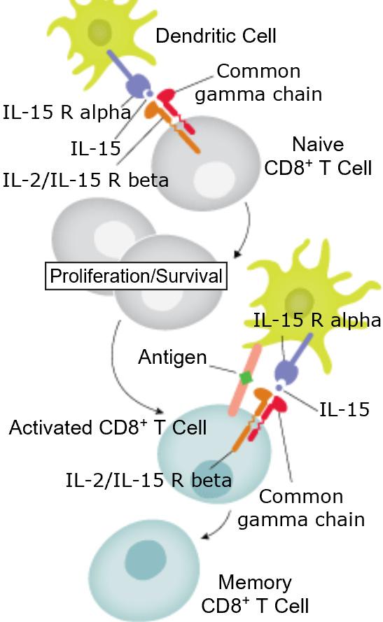 biology Supporting memory CD8 T cell longevity and function IL-15 maintains