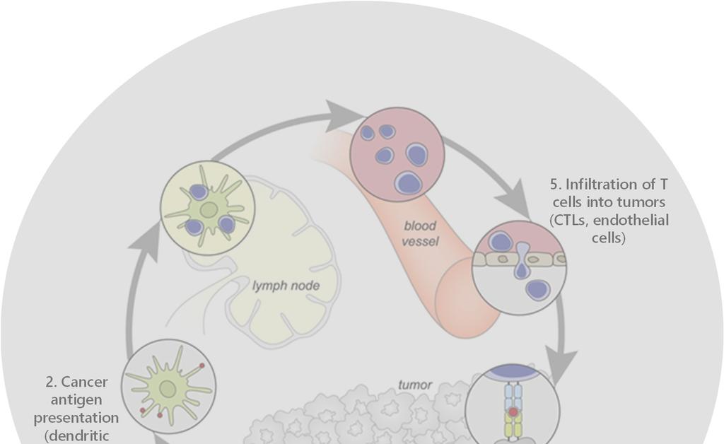 Nektar s immuno-oncology strategy to create therapies that cover the immunity cycle 4.