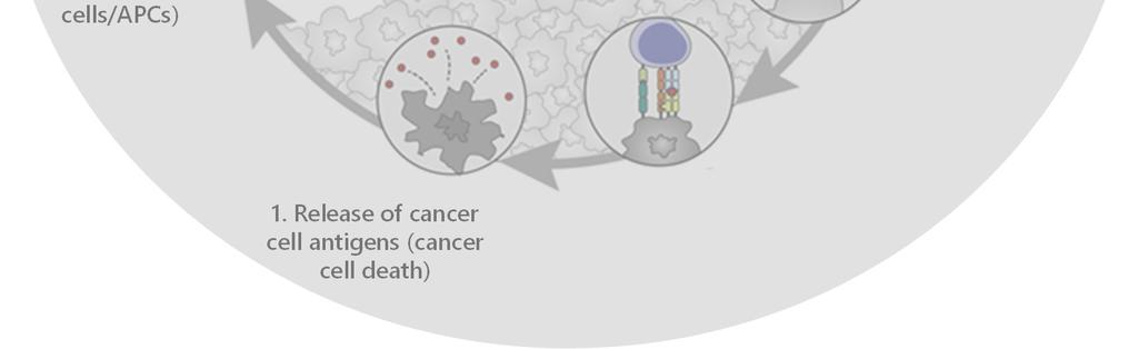 Cancer antigen presentation (dendritic cells/apcs) Prime, Proliferate, Activate & Increase Tumor-Infiltrating Lymphocytes (TILs), Increase PD-1 expression NKTR-262 (TLR Agonist) Activate Dendritic