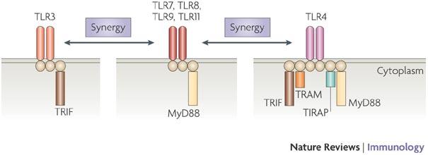 Signaling Pathways for TLR Synergy Trinchieri and Sher Nature Reviews