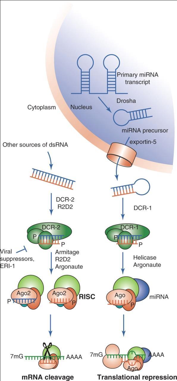 RNA interference RNA