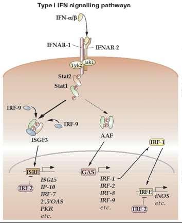 Interferons In this way interferon induces the synthesis of several host proteins that contribute to the