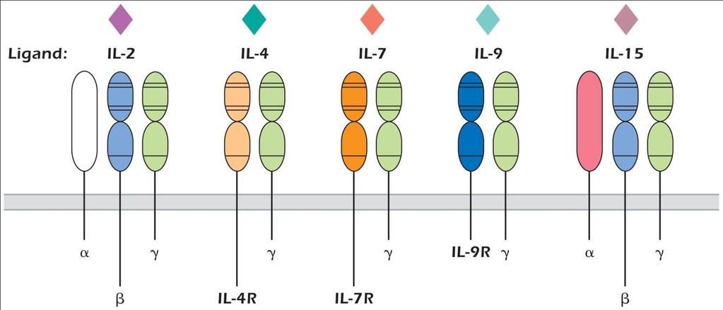 Structural features of Class I cytokine receptors Common r-chain (mediates intracellular signaling): FIGURE 11.6.