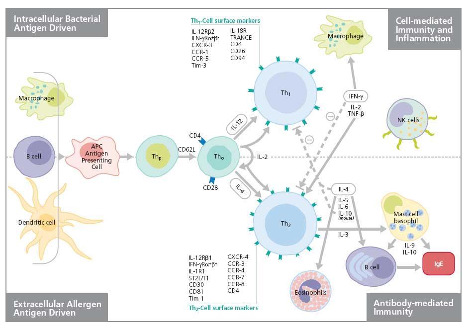 1. Immunoregulatory cytokines (major source is CD4