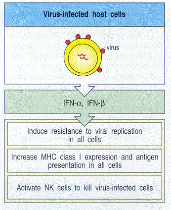 Interferons are anti-viral proteins