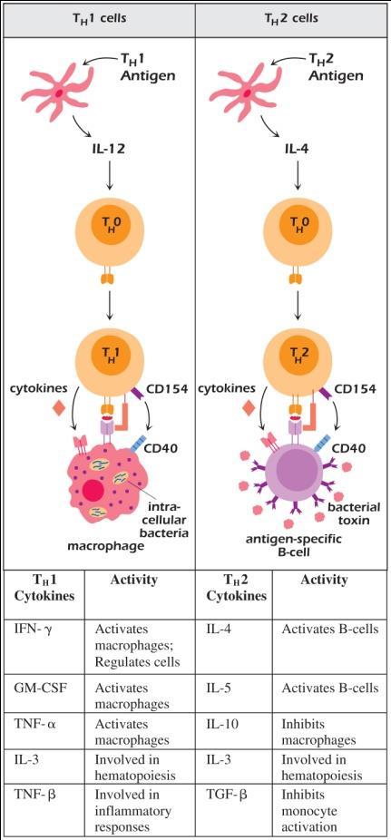 and Th2 cells