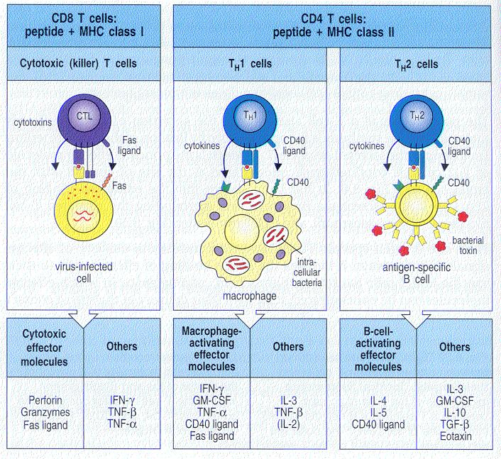 Three main types of effector T cells produce