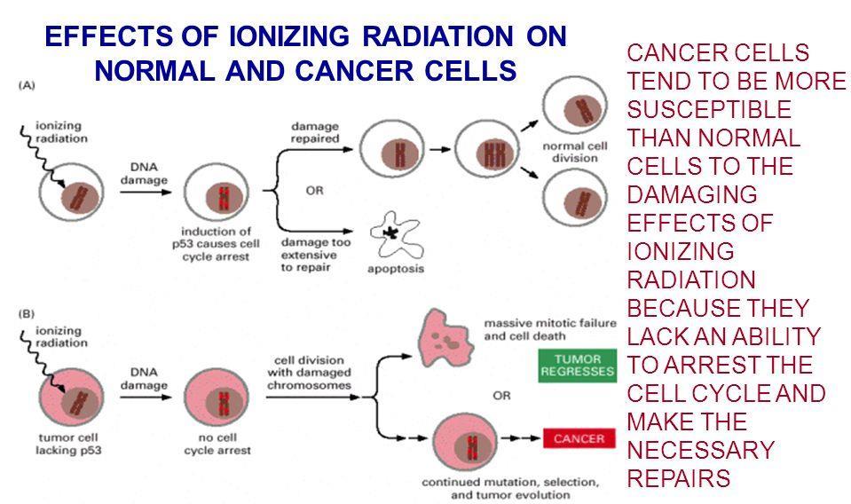 Post operative Radiation Therapy Cancer cells are more susceptible than normal cells to Radiation because they are more rapidly dividing, and they lack the ability to stop