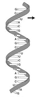 . Function can self replicate makes up genes which code for