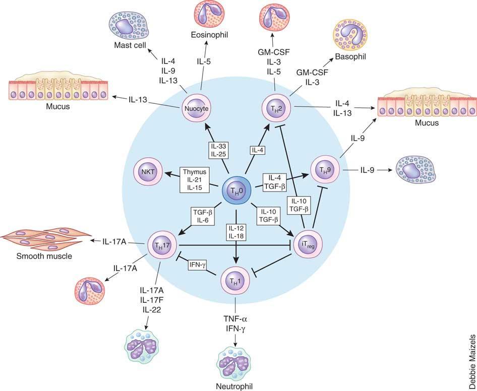 T lymphocytes are the orchestrators of the inflammatory response Holgate