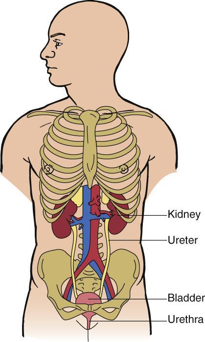 Urine passes out of the kidneys through the ureters and is