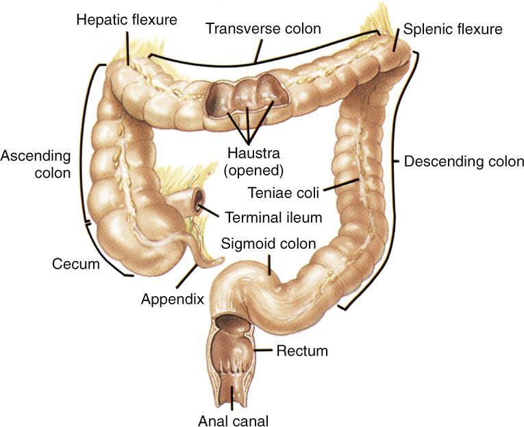 Anatomy of the Large Intestine The large intestine is